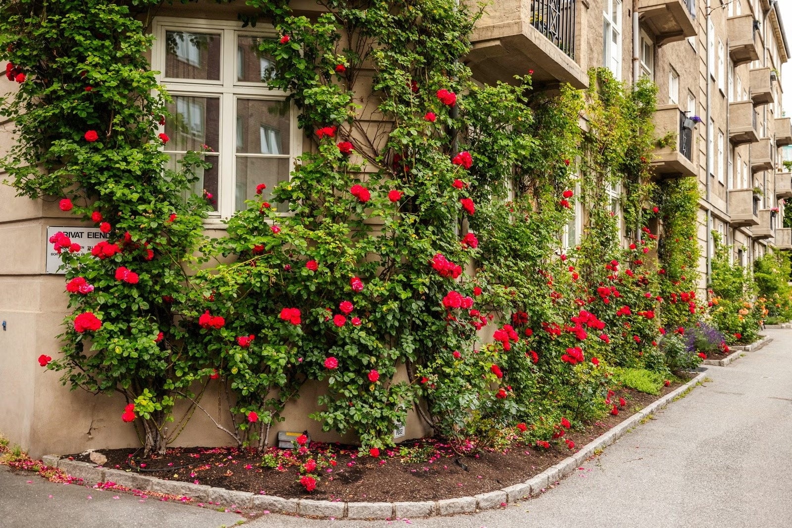 Sjarmerende fasade omgitt av vakker beplantning som gir et grønt og innbydende preg. Galleribilde