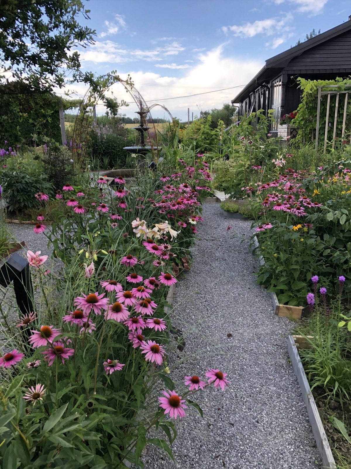Solhatten blomstrer i juli. (Selgers bilde) Galleribilde