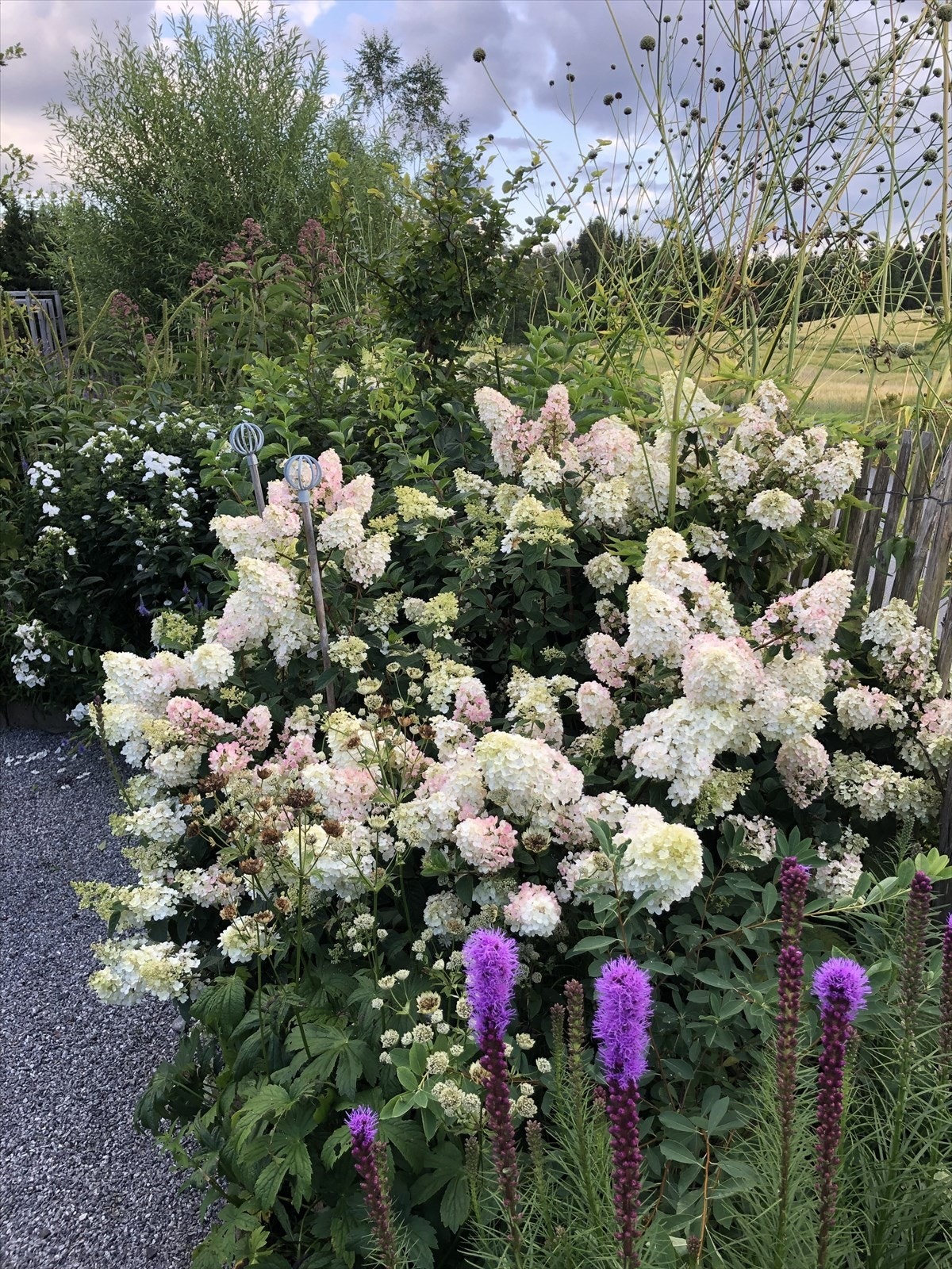 Syrinhortensia blomstrer flere steder på eiendommen.(Selgers bilde) Galleribilde