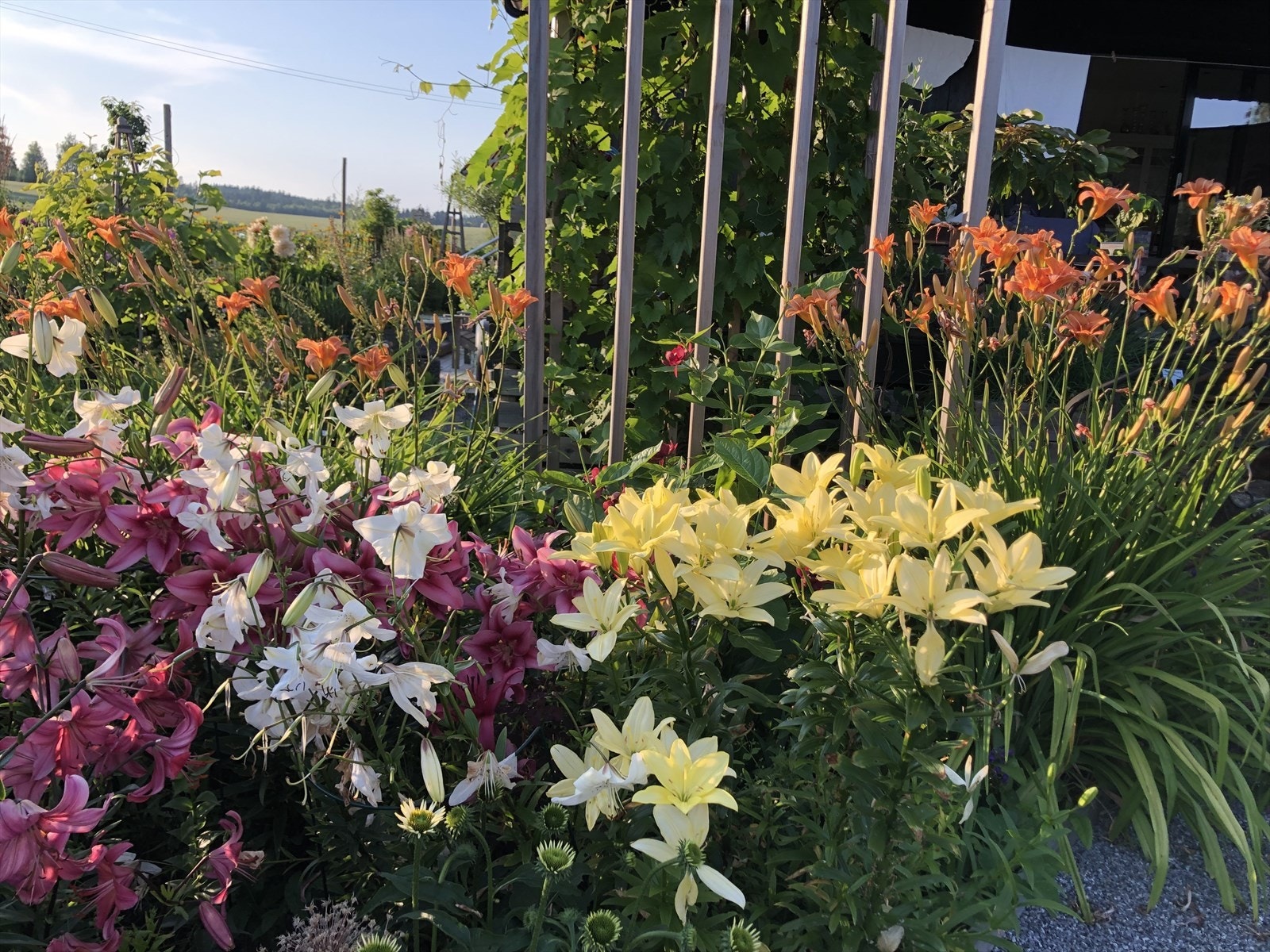 Blomstring fra tidlig vår til sen høst. (selgers bilde) Galleribilde