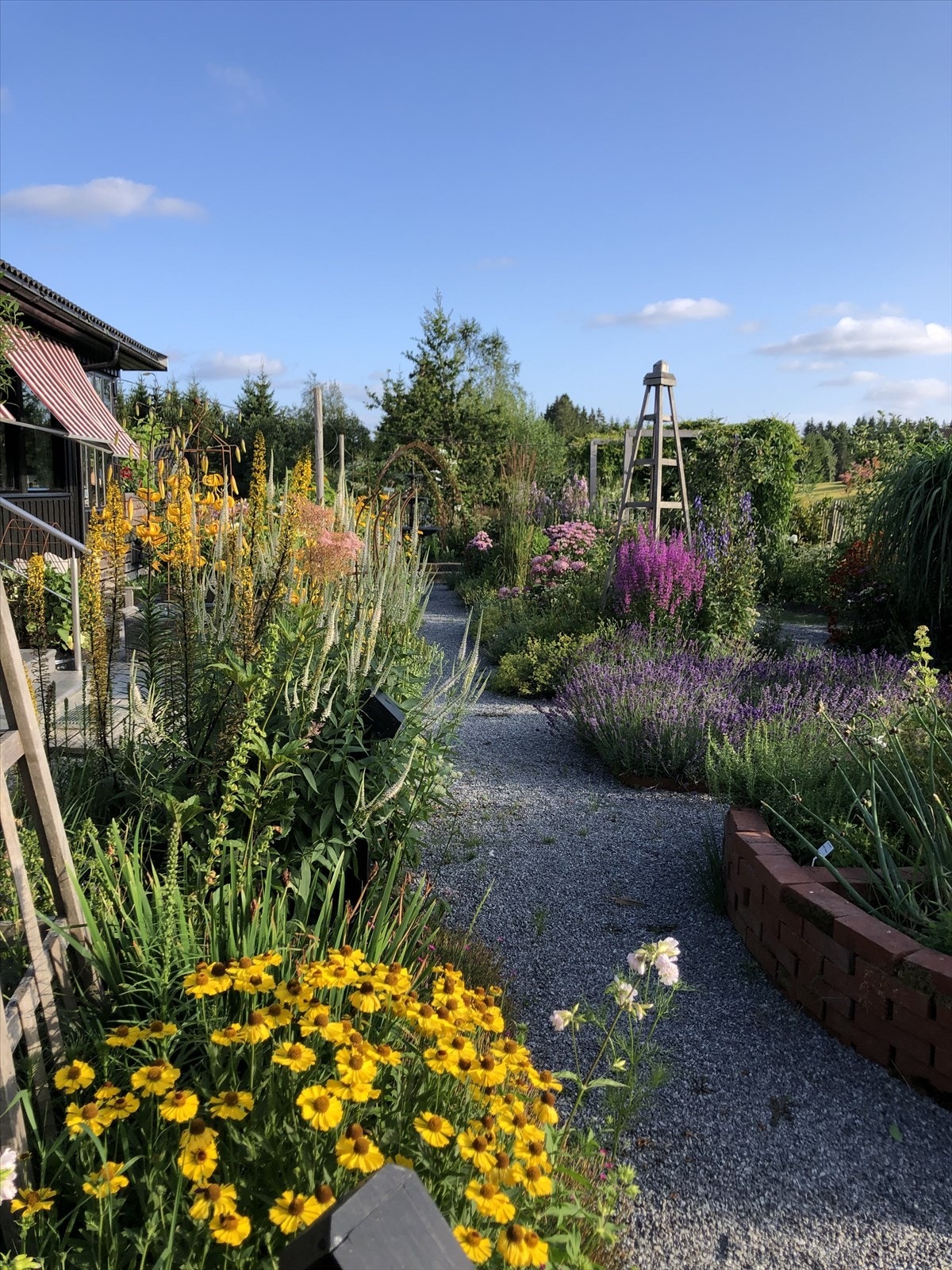 Blomstring i juli. (Selgers bilde) Galleribilde