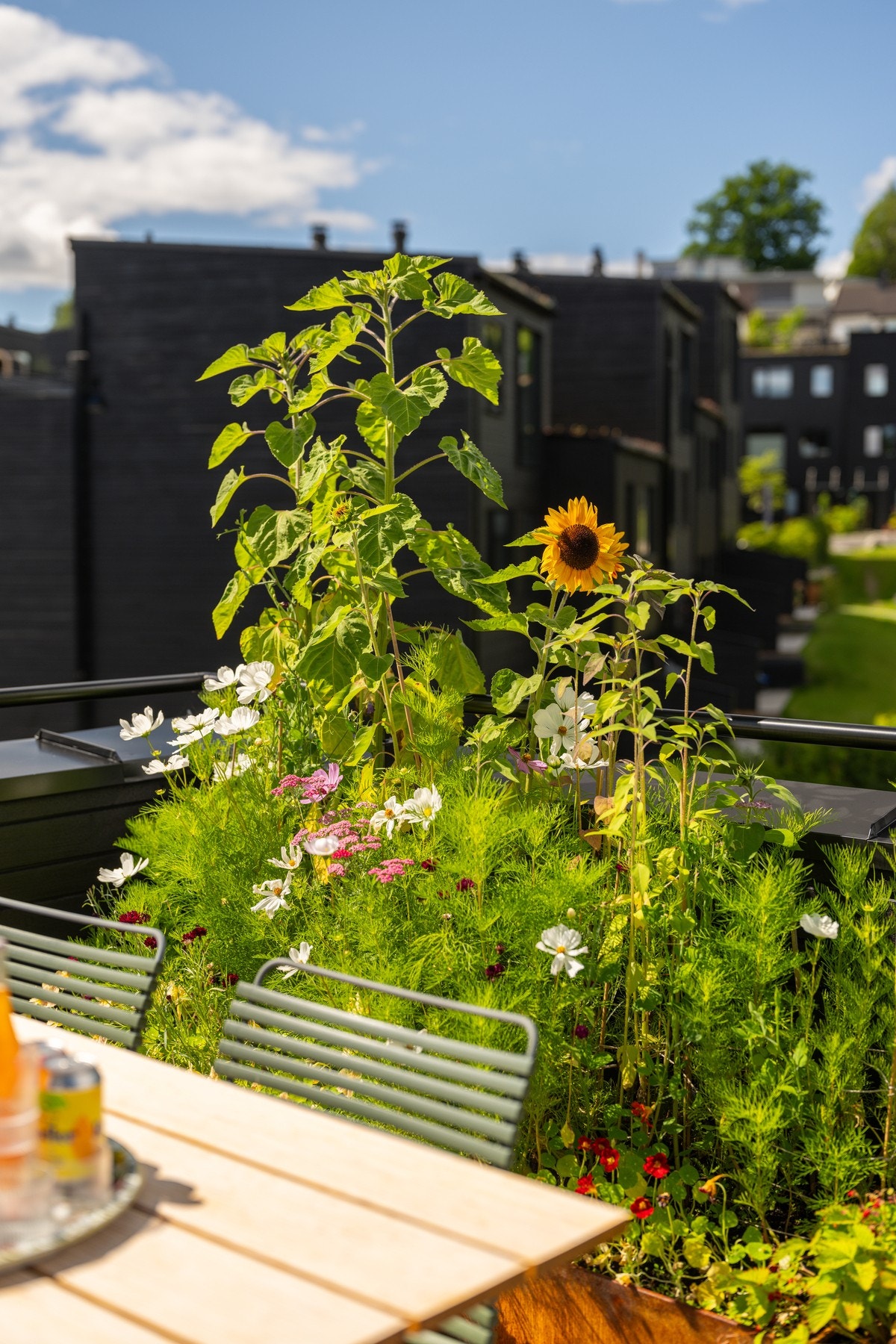 Takterrassen har plantekasser med flott beplantning. Galleribilde