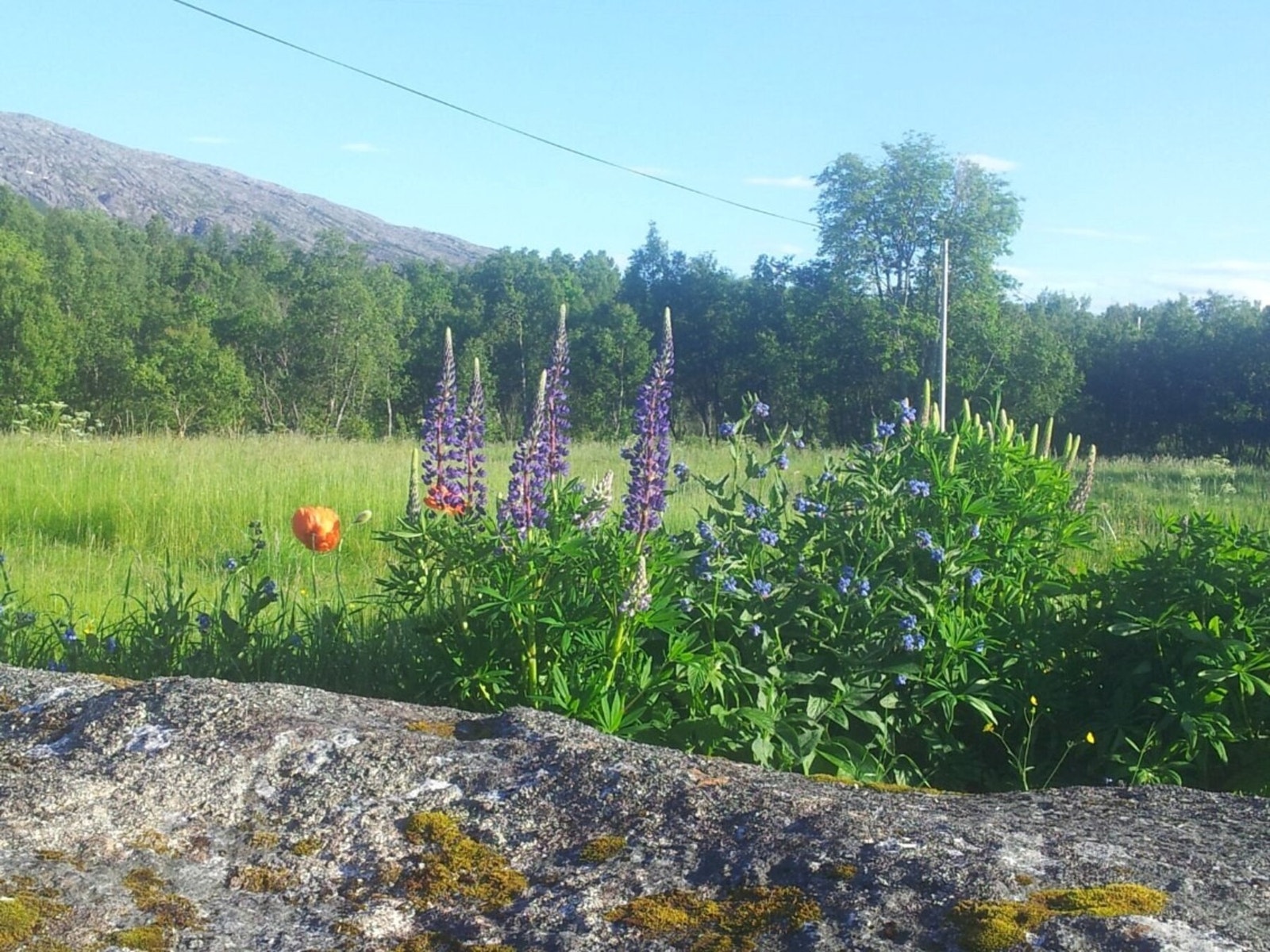 Tomten har en rik flora med ville vekster og blomster. Galleribilde