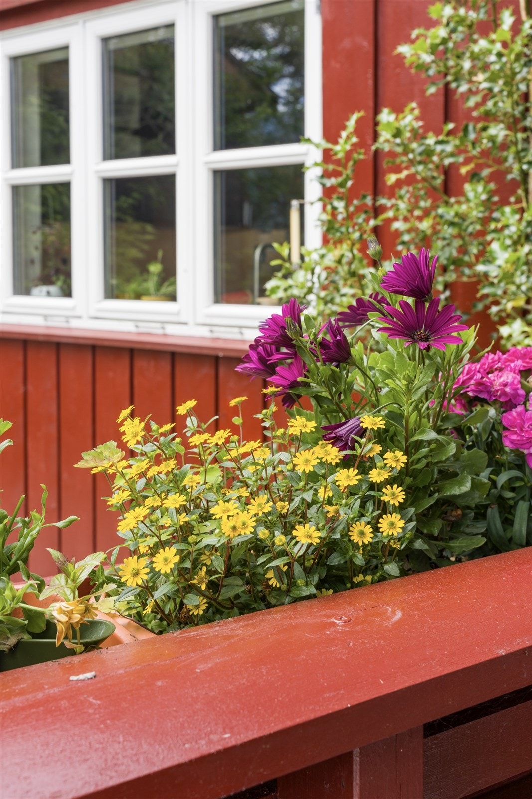 Detaljer fra den fargerike beplantningen. Galleribilde