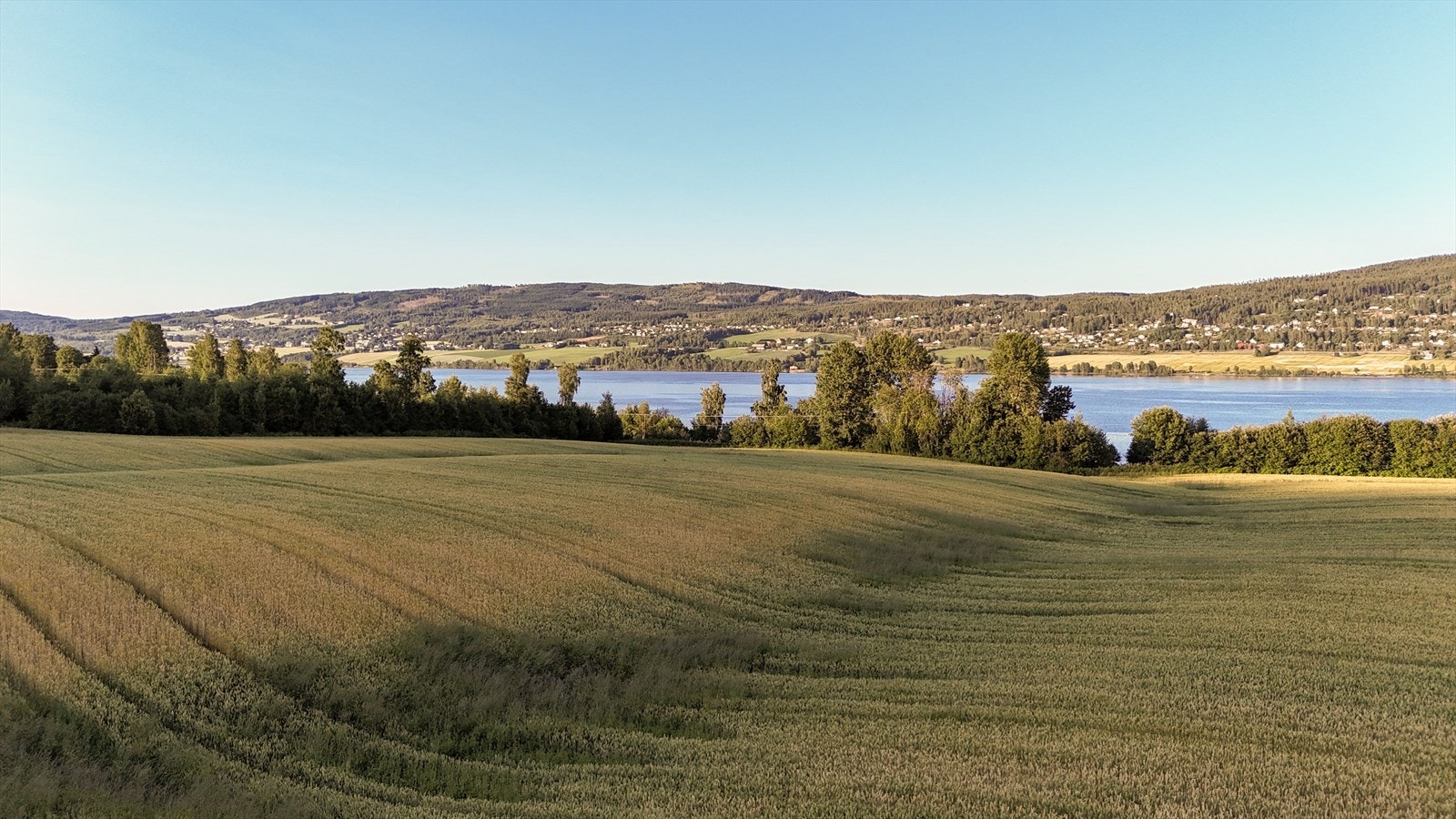 I dag er deler av eiendommen innlemmet i nabogårdens kornproduksjon, men arealet kan taes tilbake etter årets avling om det er ønskelig for kjøpere. Foto-Olsen Galleribilde