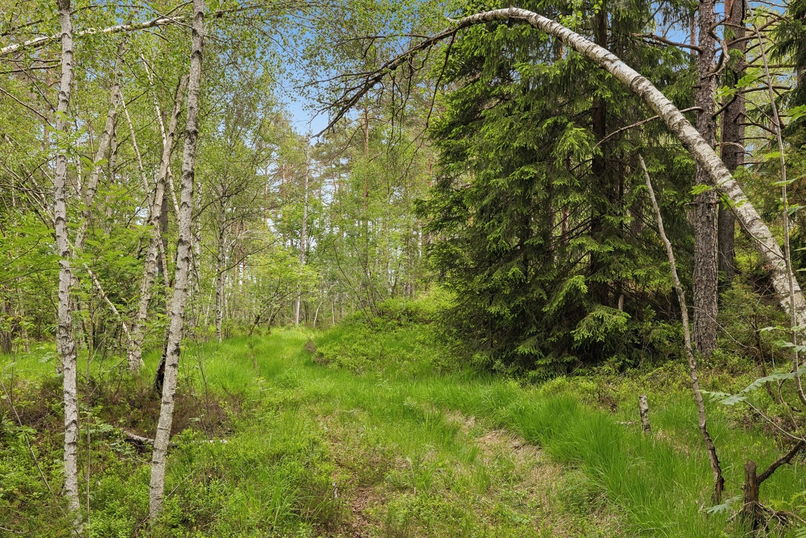 Adkomst til hytta via en sti/traktorvei fra bilvei. Galleribilde