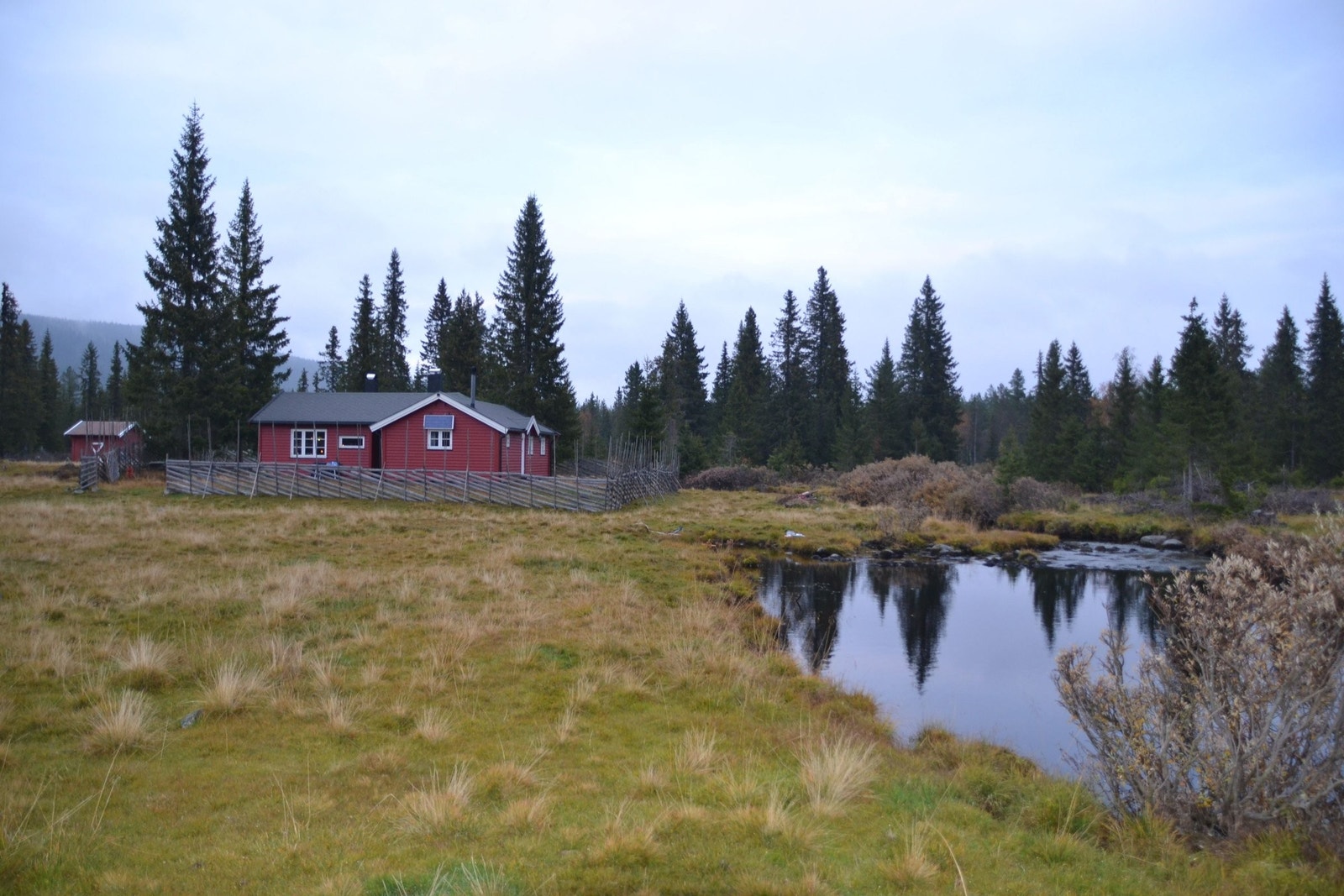 Skynna. Galleribilde