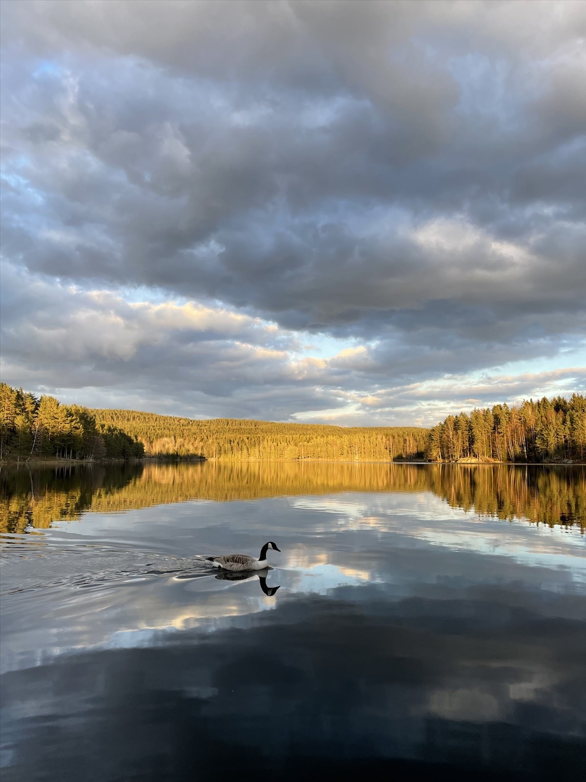 Fra boligen er det gangavstand til en rekke bade - og fiskevann, via et stort og spennende nettverk av stier. Privat bilde tatt av selger. Galleribilde