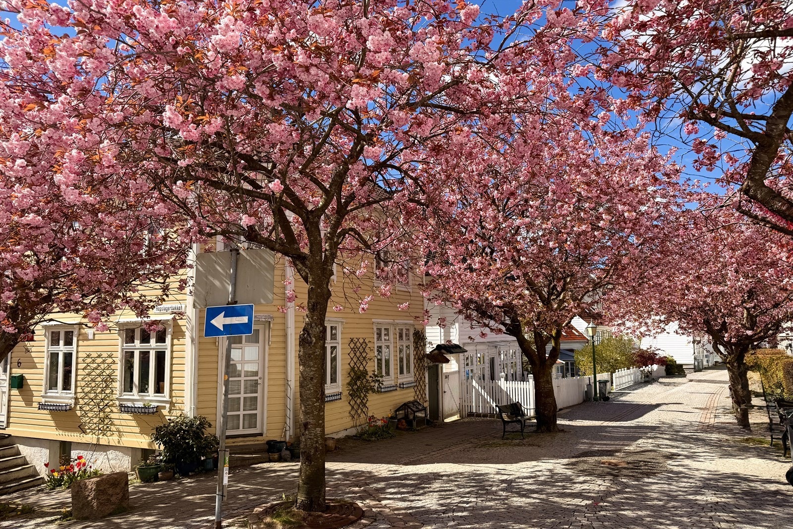 - Ladegårdsgaten med kirsebærtrær i full blomstring (mai 2026) - Galleribilde