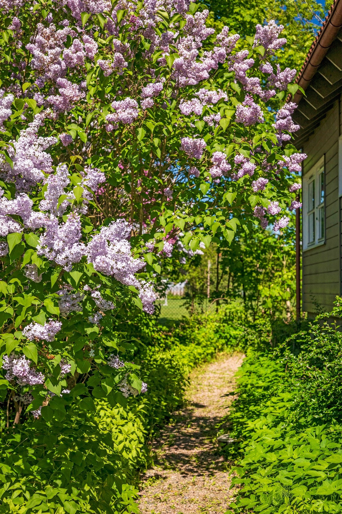 Vakker beplantning på tomten. Galleribilde