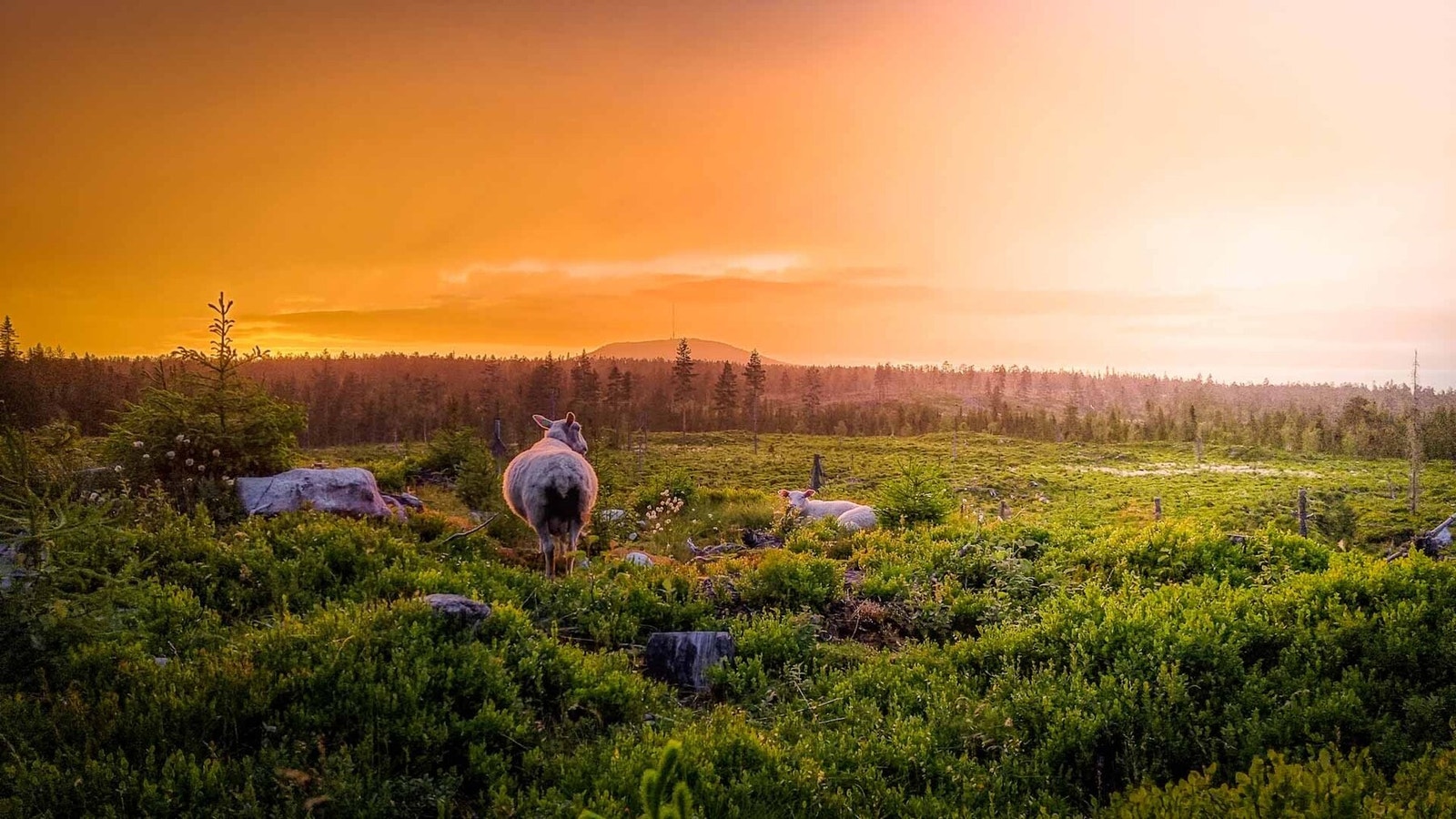 Sau i solnedgang Galleribilde