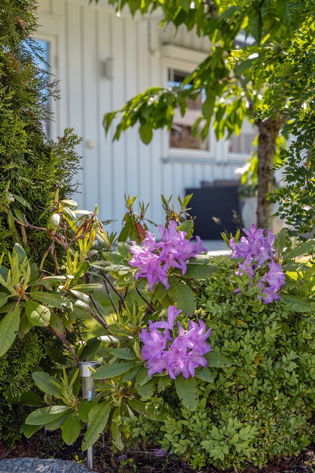En rhododendron har startet blomstringen. Galleribilde