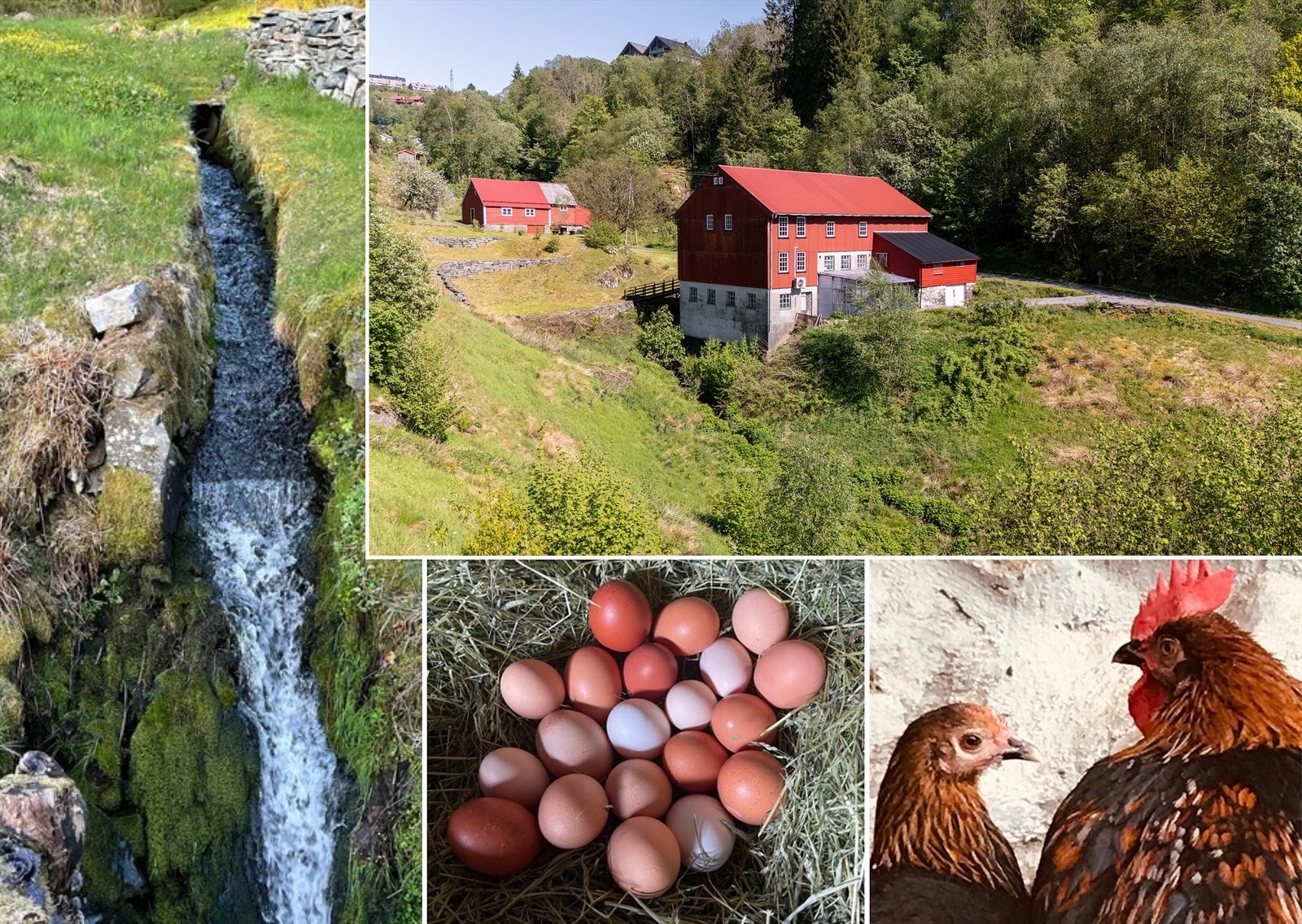 Eier har vært selvforsynt på egg Galleribilde