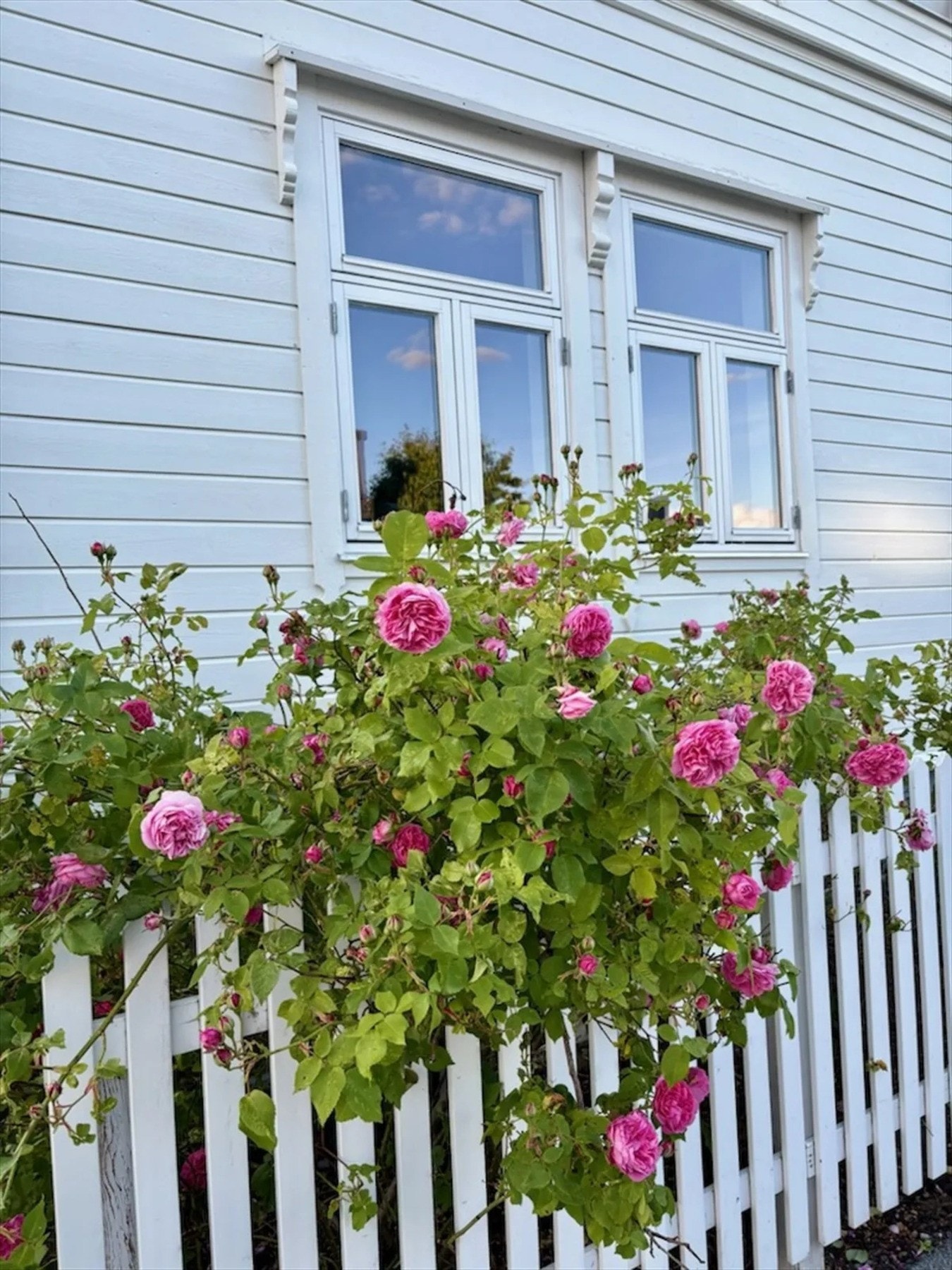 Rosebusker langs fasaden mot veien. Foto: Selger Galleribilde