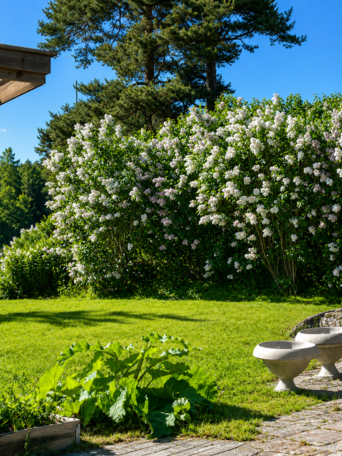 Frodig hage med blomstrende syriner, solrike uteplasser og grønne omgivelser som skaper en lun og innbydende atmosfære Galleribilde