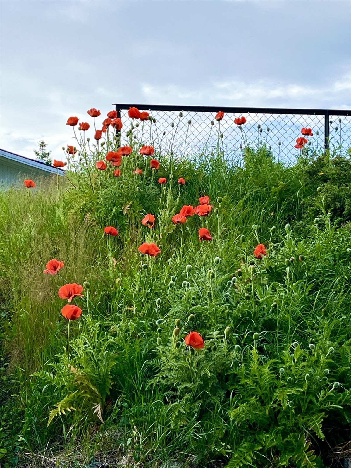 Frodige beplantninger pryder hagen og bidrar til en hyggelig atmosfære. Galleribilde