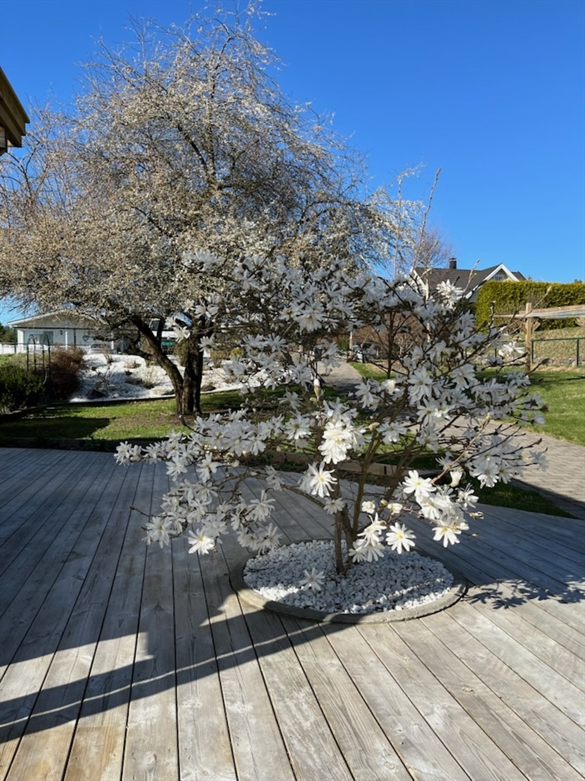 Vakker magnolia i full blomst Galleribilde