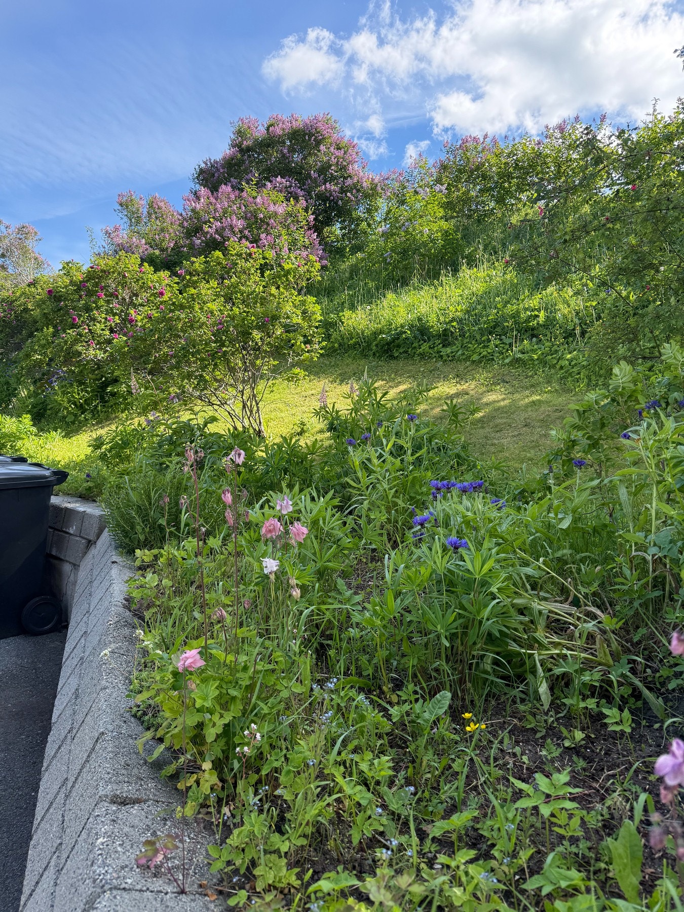 Velholdte fellesarealer med plen og beplantning. Galleribilde