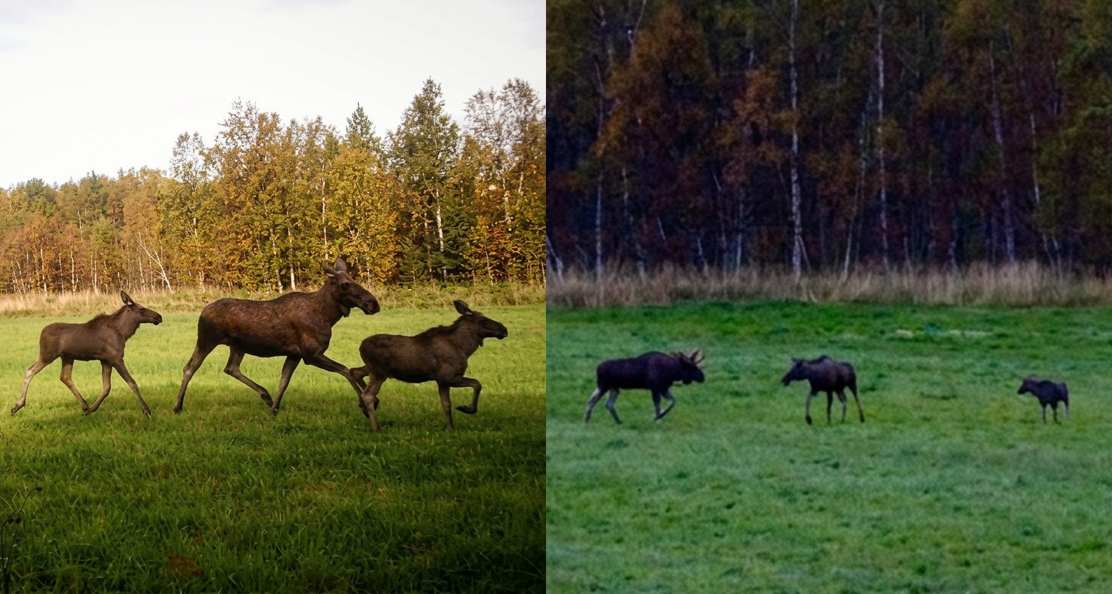 Selgers bilder. Eiendommen inngår i dag i Fauskemyra elg- og rådyrvald (storvilt) og i Fauskeeidet utmarkslag (småvilt) Galleribilde