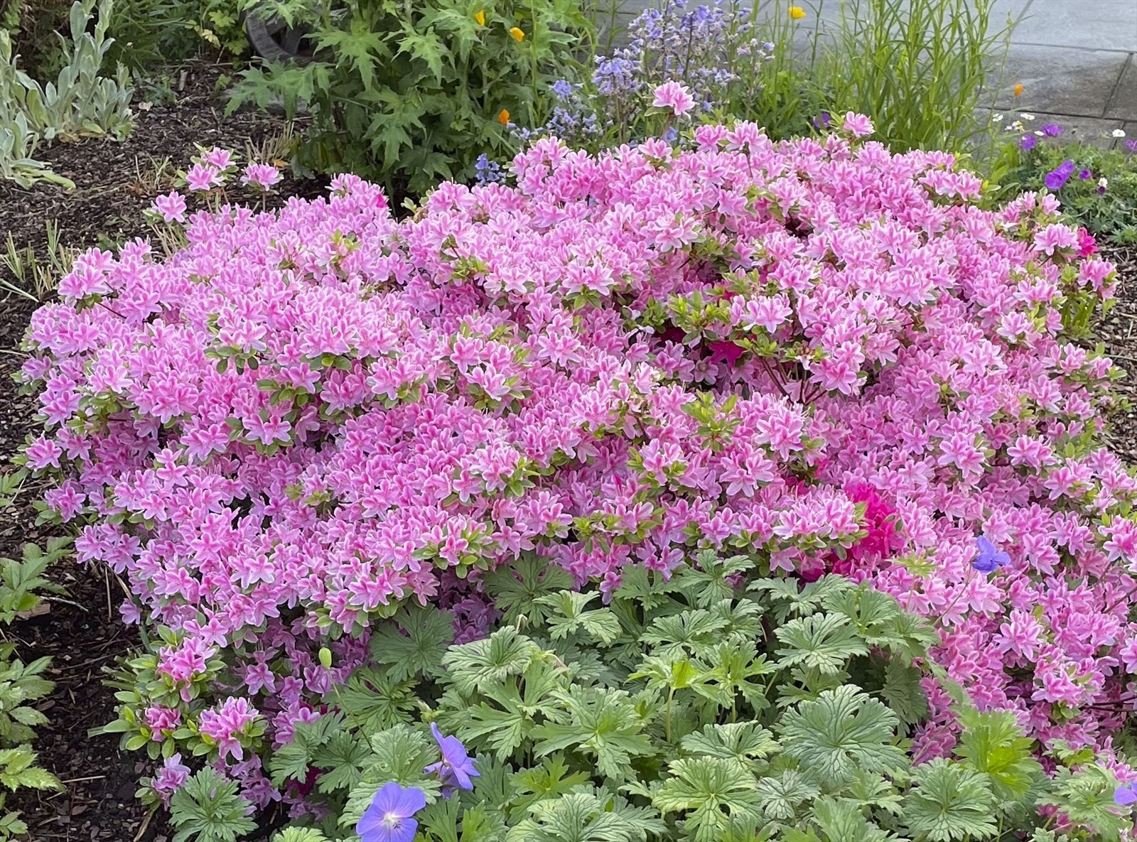 Pent opparbeidet hage med variert beplantning. Galleribilde