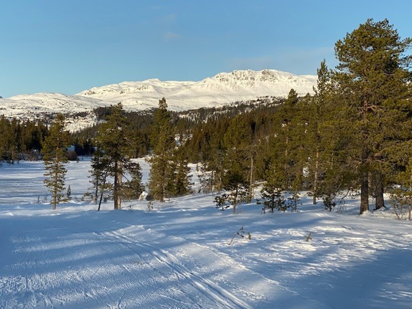 Bilde fra skiløypa mellom Tempelseter og Djupsjøen. Er det mye vind i fjellet er dette en fin turløype hvor man kan gå i hyggelig skogsterreng til Norefjellstua Galleribilde