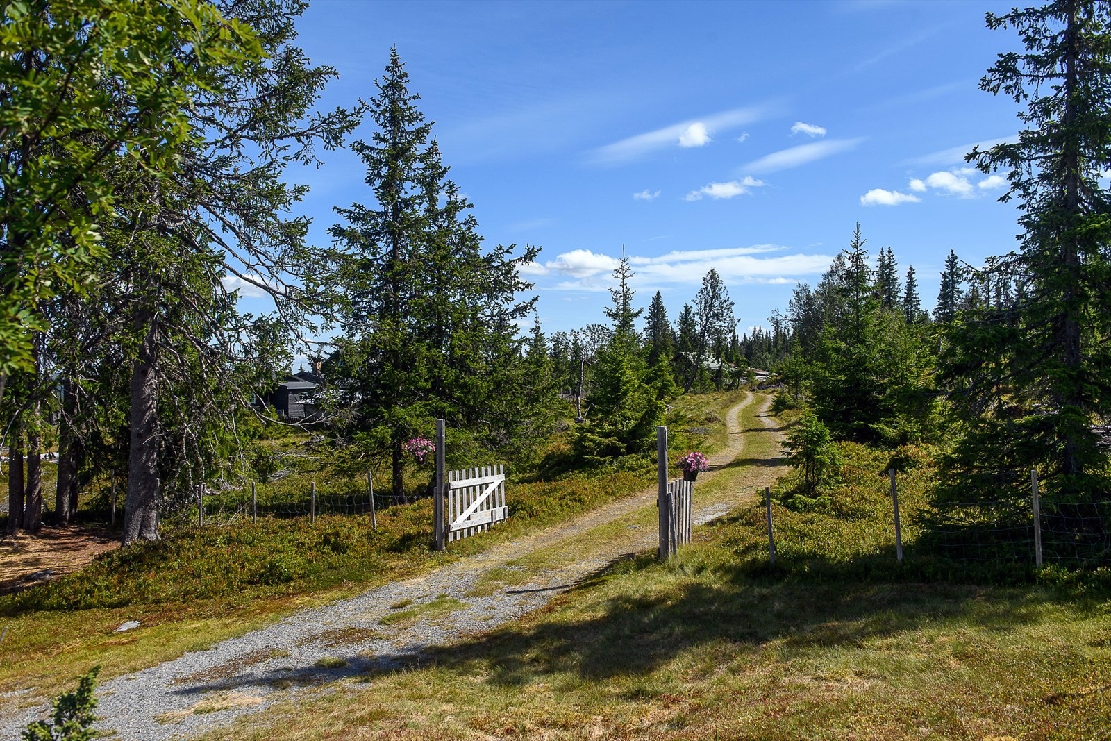 Velkommen til fjells! Galleribilde
