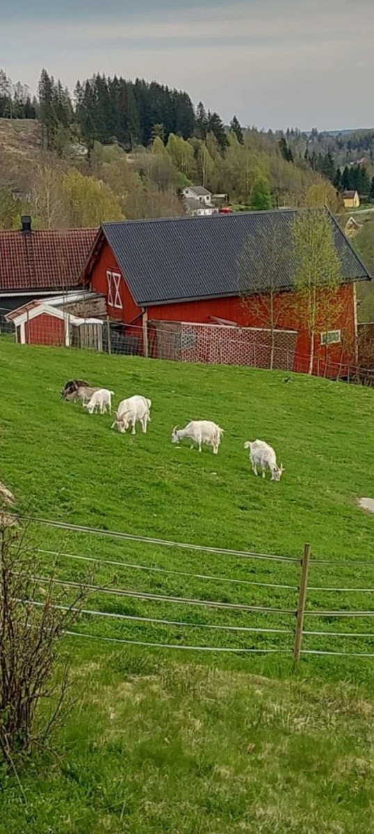 Her har det gått geiter, kuer og hester. Foto privat. Galleribilde