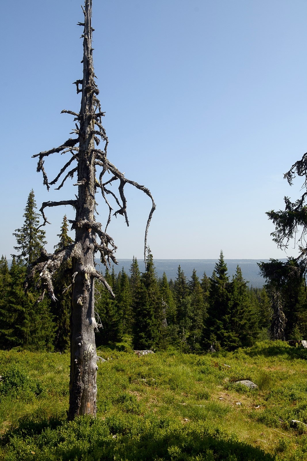 Eiendommen ligger i et område med etablert hyttebebyggelse og flott natur. Galleribilde