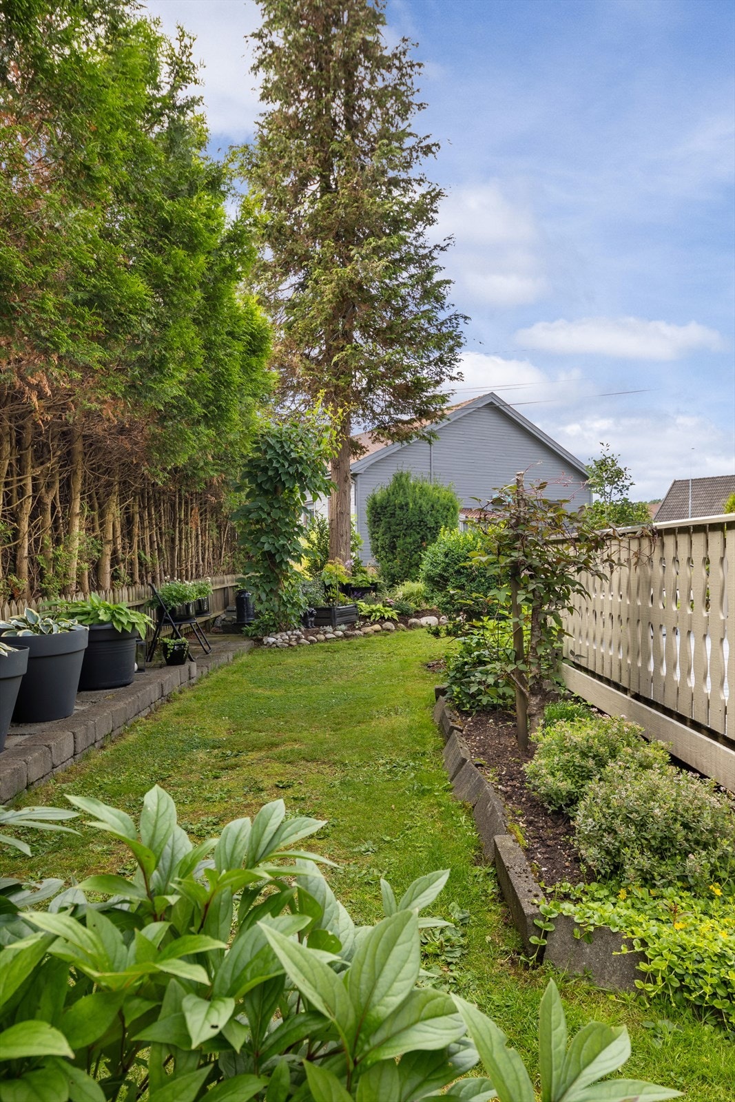 Opparbeidet hage med plen og beplantning, skjermet av hekk. Galleribilde
