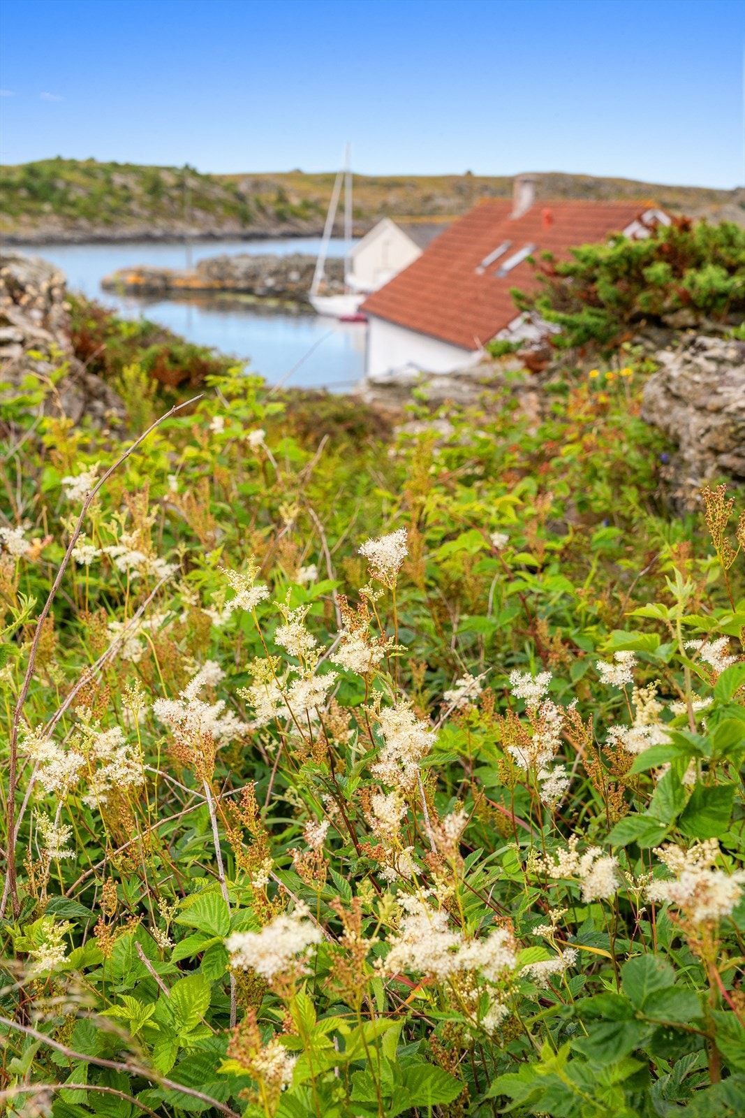 Idyllisk kystlandskap med frodig vegetasjon. Galleribilde
