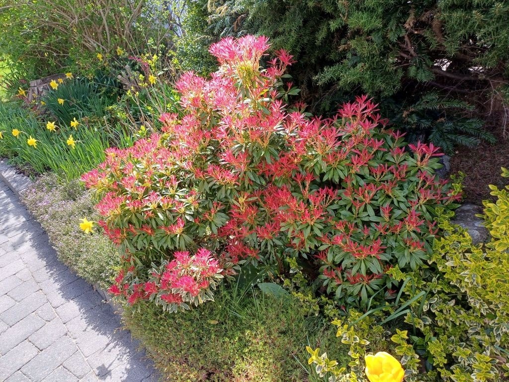Hagen byr på et rikt mangfold av blomster, prydbusker og farger gjennom sesongen. Galleribilde