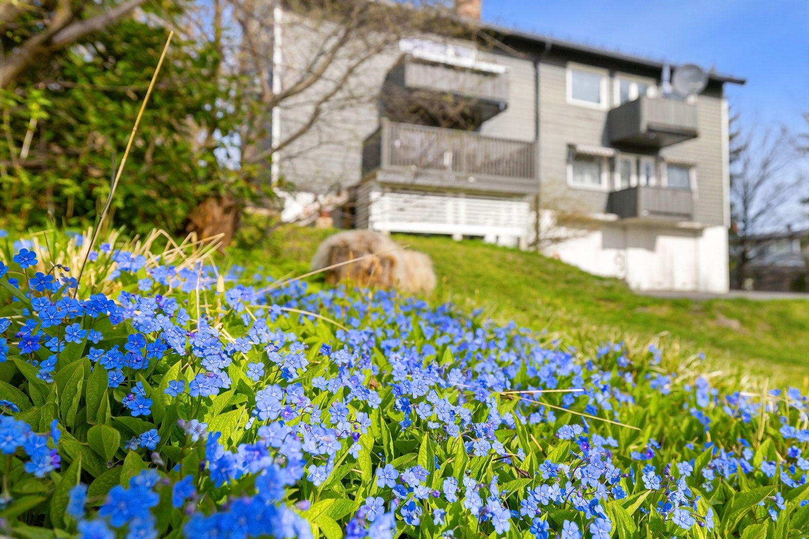 Det blomstrer godt i hagen Galleribilde
