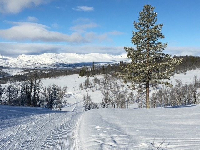 Direkte tilgang til milevis med preparerte skiløyper rett fra hytta. I kort avstand finner du også lysløype, perfekt for både lange skiturer og en kveldstur på ski. Galleribilde