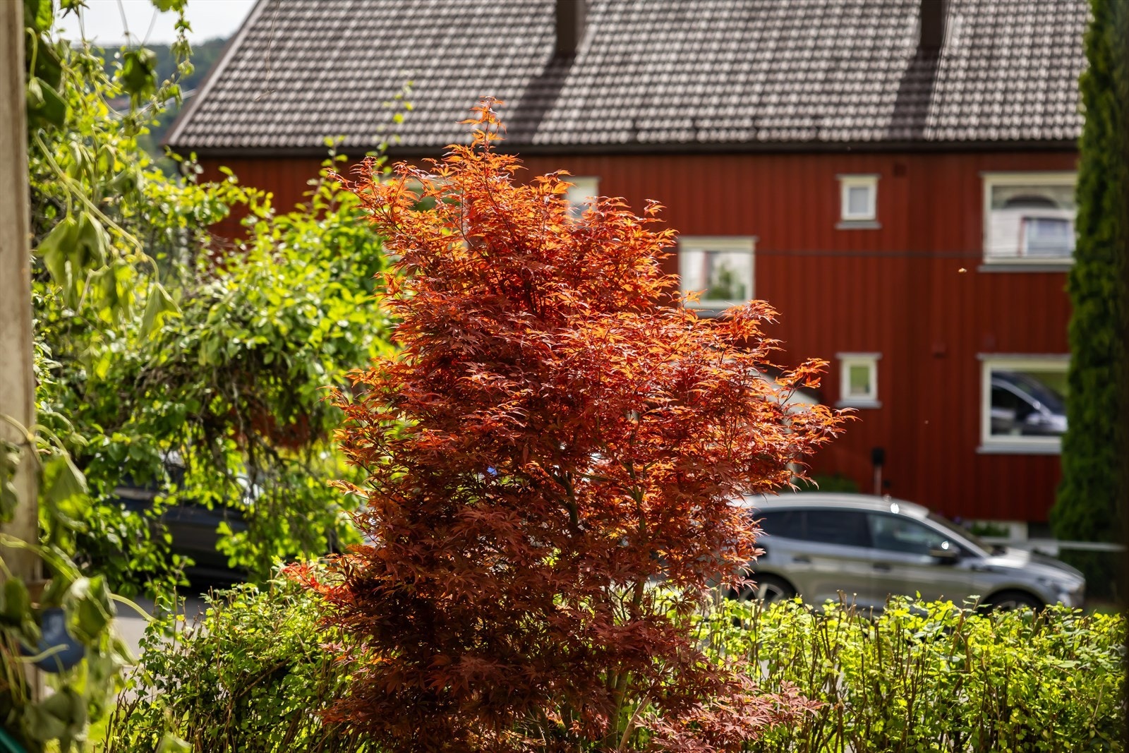 Utsikt mot grønne og rolige fellesområder. Galleribilde
