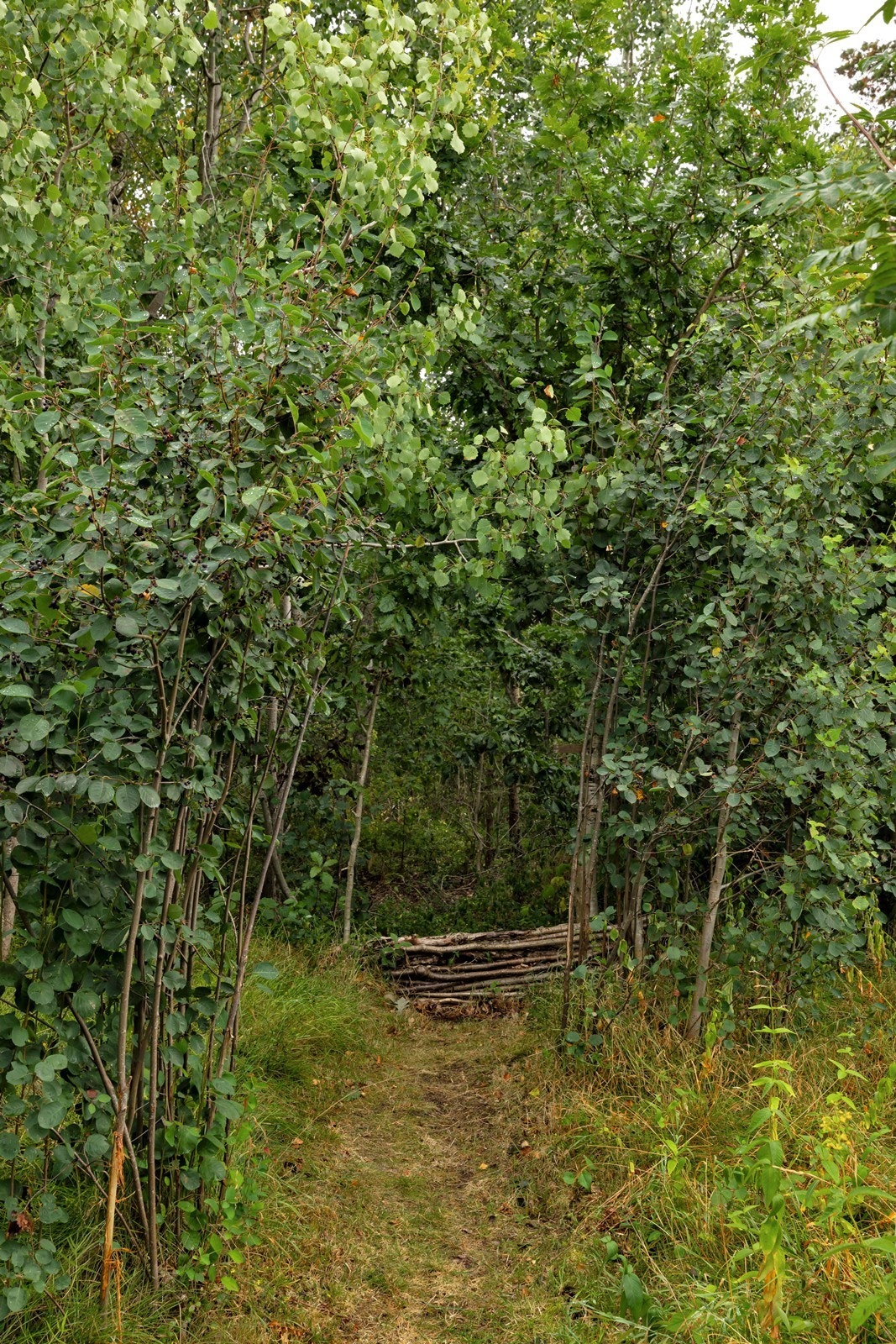 Fra eiendommen går det sti gjennom skogen mot skolen og butikken. Galleribilde