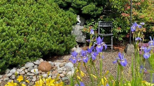 Vakre blå Iris i den frodige hagen. Galleribilde