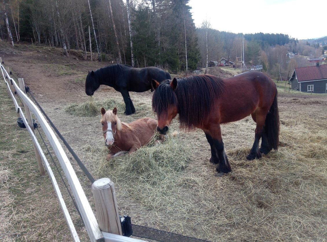 Her er det god plass til hest. Foto privat. Galleribilde