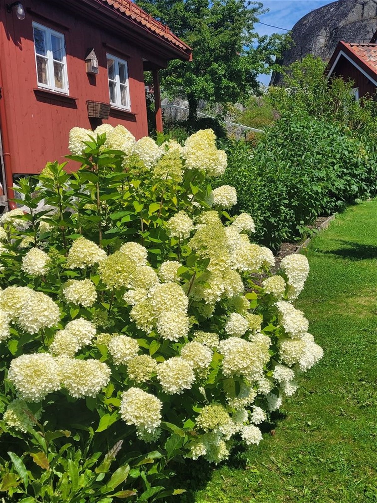 Syrinhortensia i hagen. Galleribilde