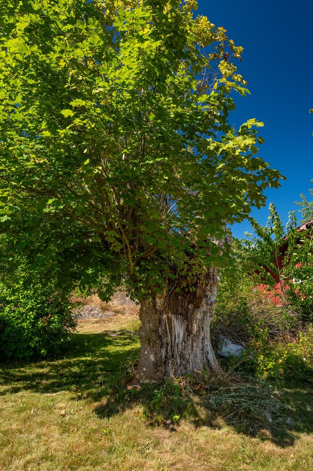 Tomten har en blanding av opparbeidet hage og naturtomt. Galleribilde