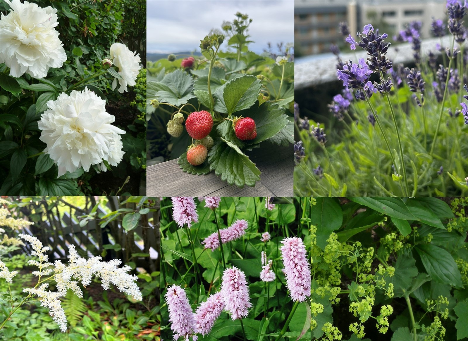 Selgers bilde- Noen av plantene i hagen og i balkongkassen.jpg Galleribilde