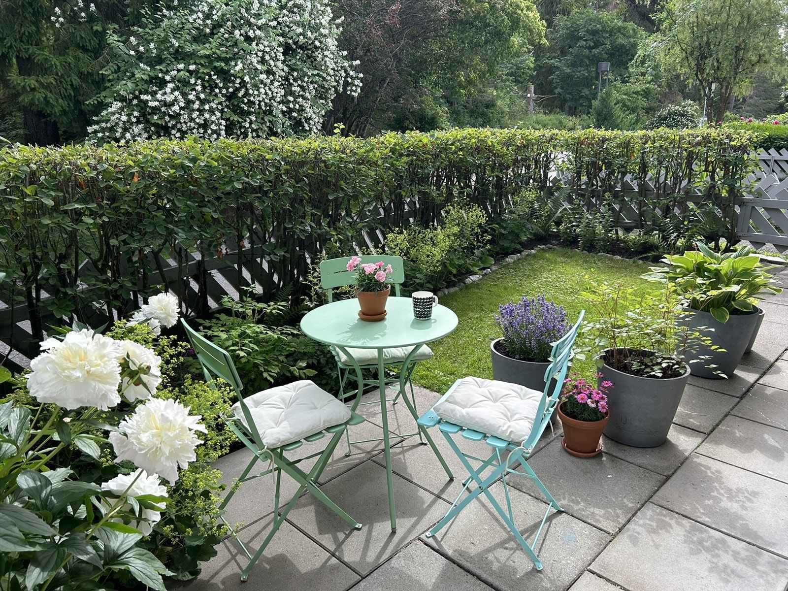 Selgers bilde-Hagen med peonblomstring i juni.JPEG Galleribilde