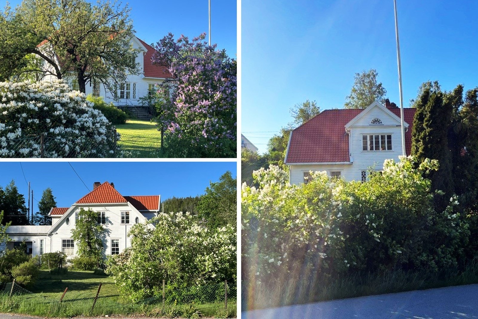 Private sommerbilder med frodig beplantning Galleribilde