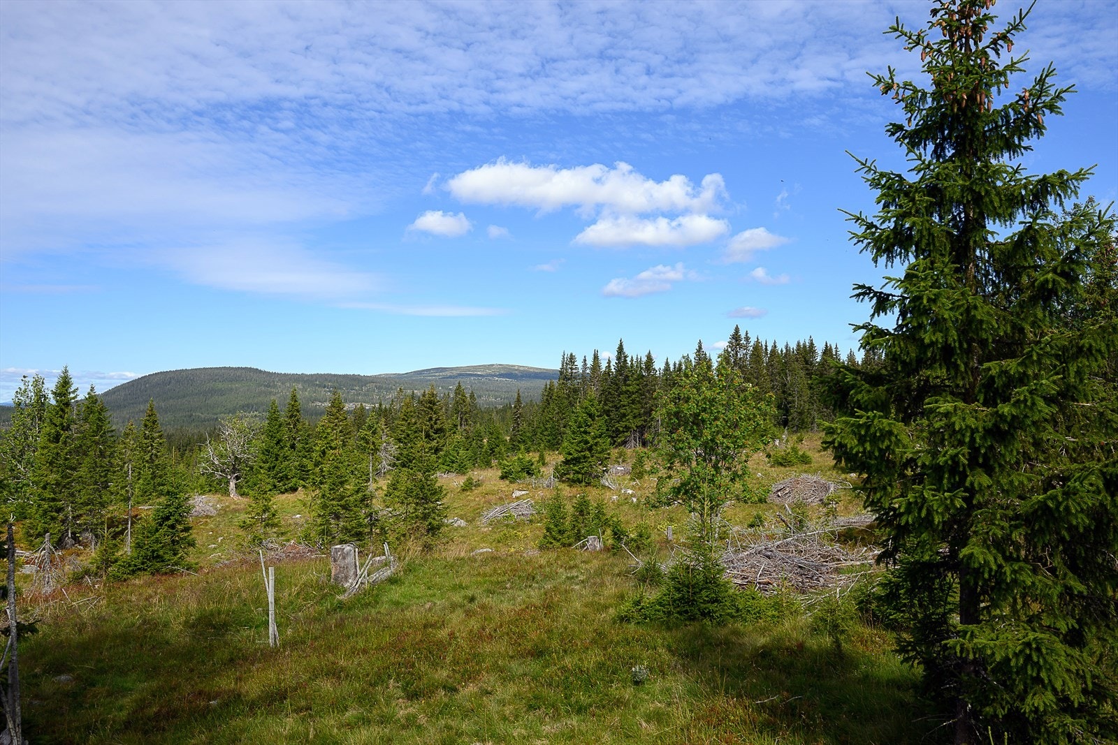 Området byr på fine turmuligheter sommer som vinter. Det er tilgang til både turstier og løypenett i nærheten av hytta. Galleribilde