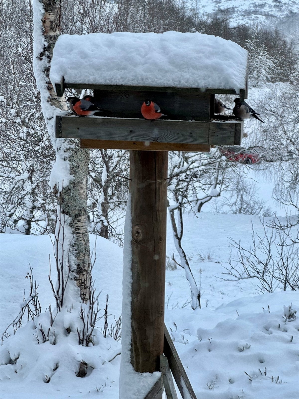 Fugleliv (privat bilde) Galleribilde