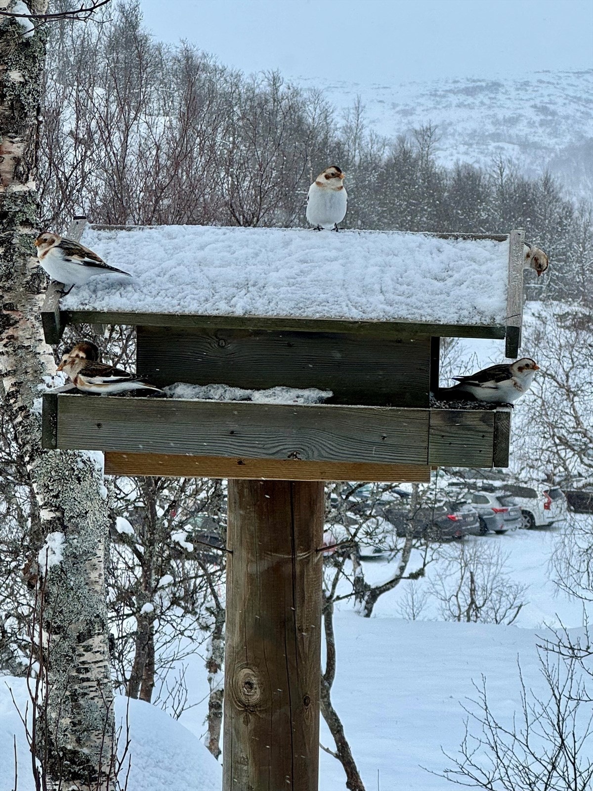Fugleliv (privat bilde) Galleribilde