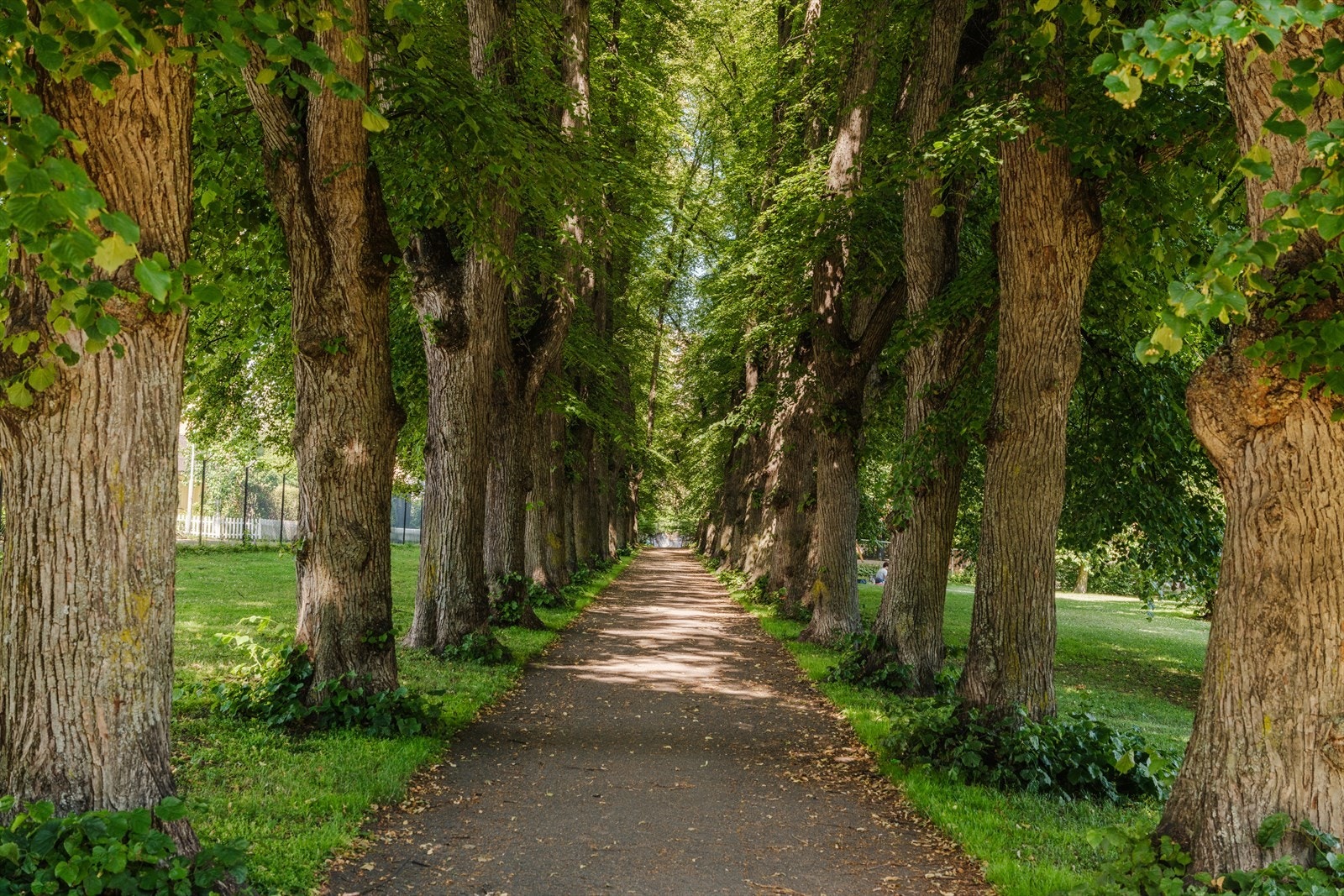 Bjølsenparken er et hyggelig sted for søndagsturer, piknik og late sommerdager i solen. Galleribilde