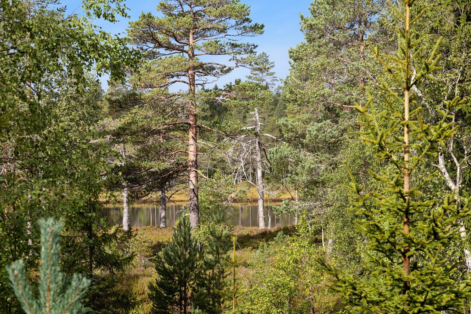 Utsikt ned mot vannet Galleribilde