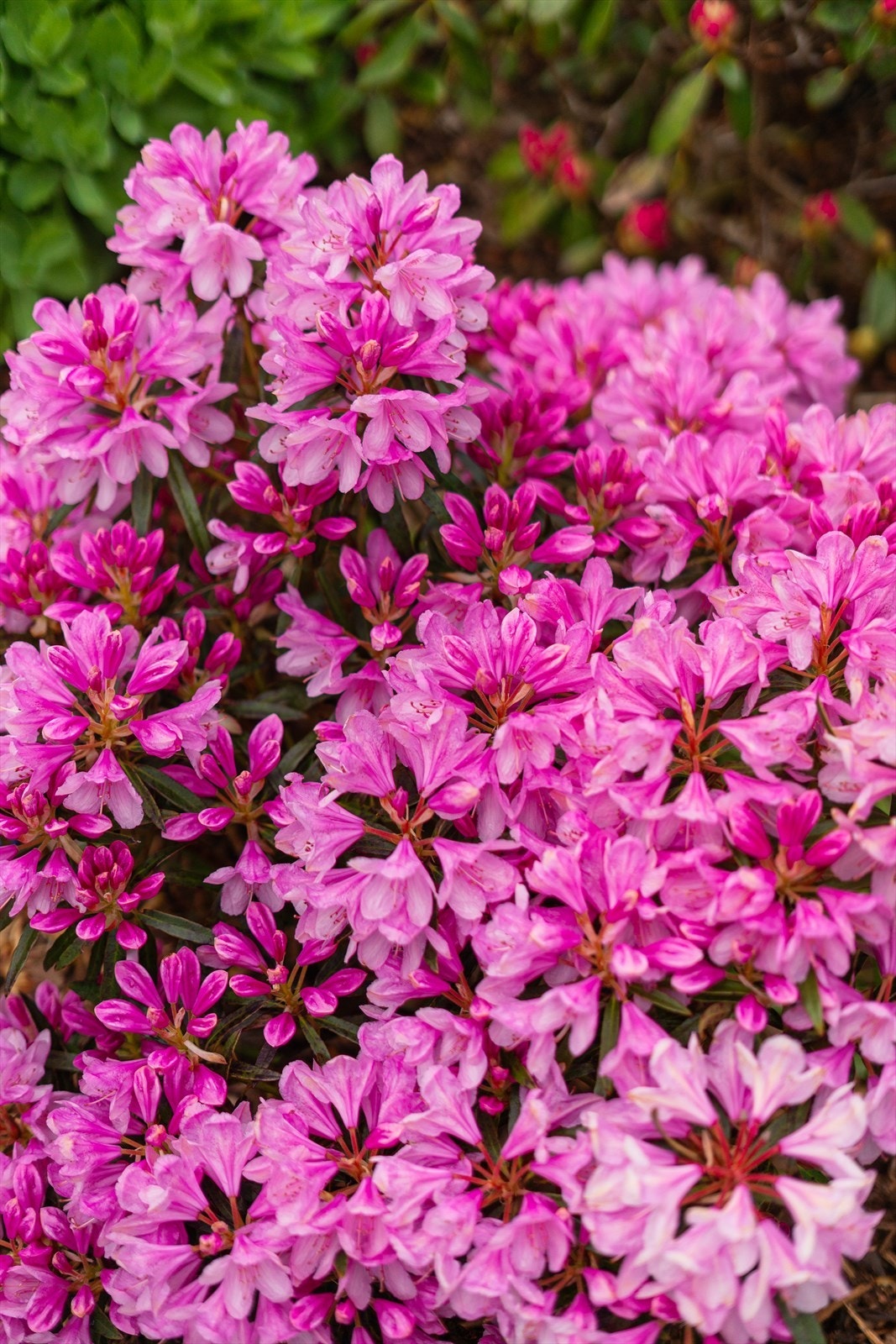 Hagen byr på et variert utvalg av blomster. Galleribilde