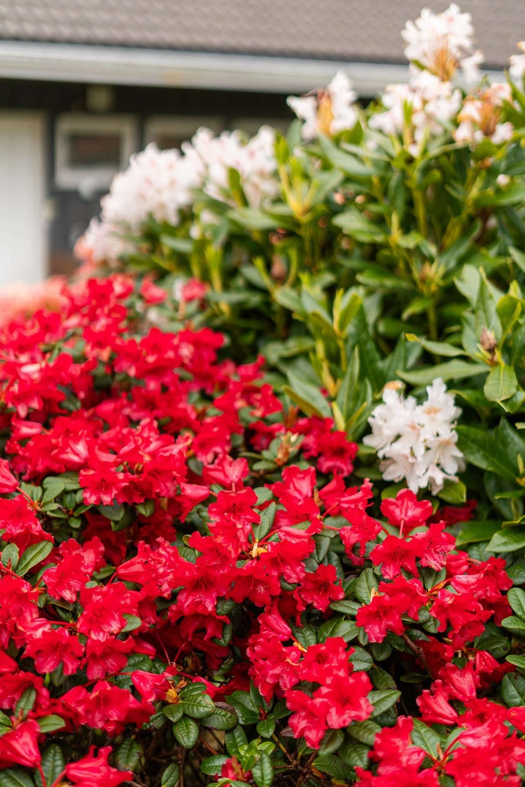 Rhododendron i full blomst. Galleribilde
