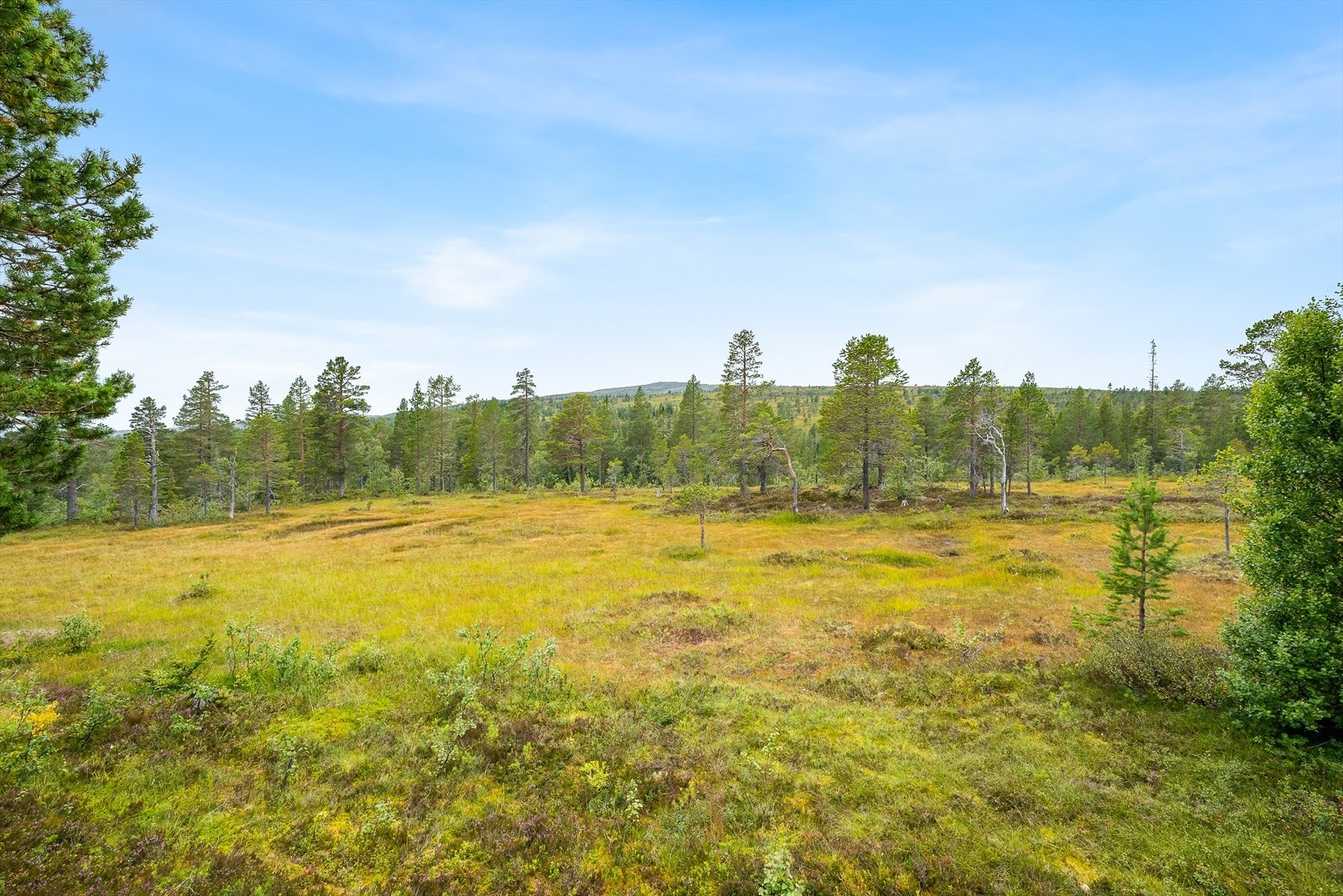 Plasseringen gir fri og helt nydelig utsikt over det skogkledde landskapet. Galleribilde